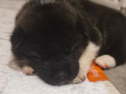 Reinrassige American Akita Welpen