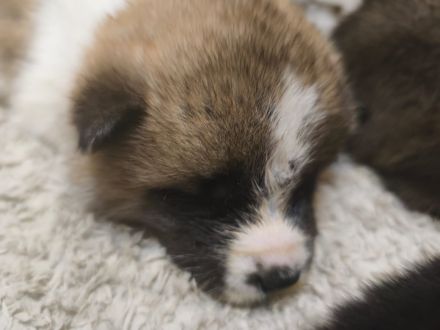 Reinrassige American Akita Welpen