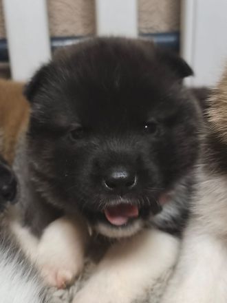 Reinrassige American Akita Welpen