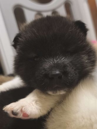 Reinrassige American Akita Welpen