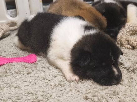 Reinrassige American Akita Welpen