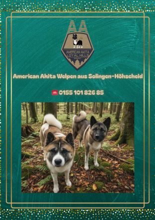 Reinrassige American Akita Welpen