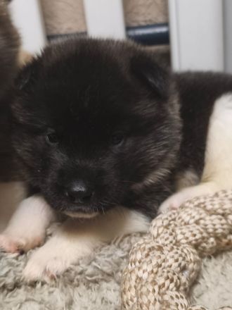 Reinrassige American Akita Welpen