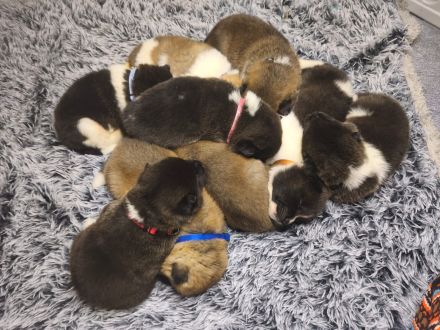 Reinrassige American Akita Welpen