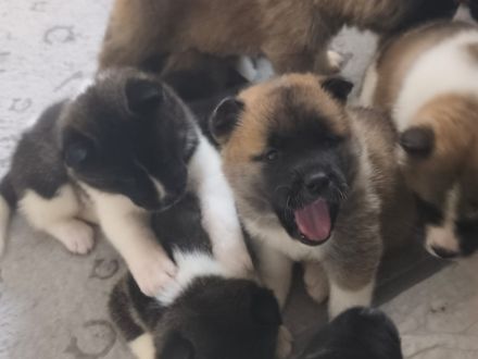 Reinrassige American Akita Welpen