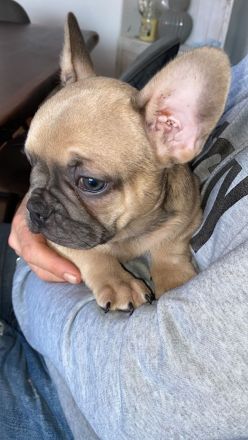 5 Knutschkugeln suchen ein liebevolles Zuhause