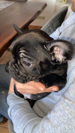 5 Knutschkugeln suchen ein liebevolles Zuhause