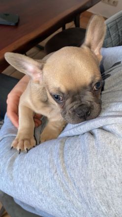 5 Knutschkugeln suchen ein liebevolles Zuhause