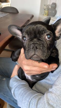 5 Knutschkugeln suchen ein liebevolles Zuhause