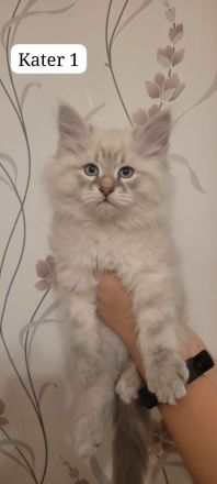 Neva Masquarade Sibirische Waldkatzen Kitten zu verkaufen