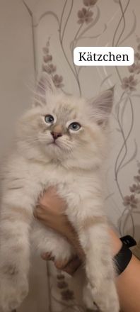 Neva Masquarade Sibirische Waldkatzen Kitten zu verkaufen