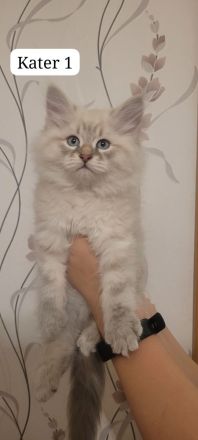 Neva Masquarade Sibirische Waldkatzen Kitten zu verkaufen
