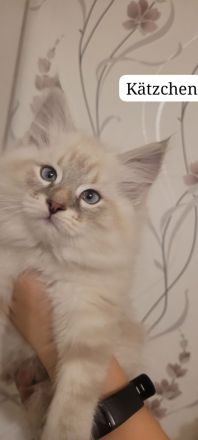 Neva Masquarade Sibirische Waldkatzen Kitten zu verkaufen