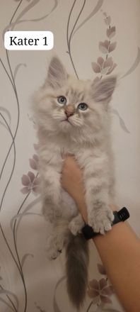 Neva Masquarade Sibirische Waldkatzen Kitten zu verkaufen