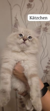 Neva Masquarade Sibirische Waldkatzen Kitten zu verkaufen
