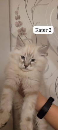 Neva Masquarade Sibirische Waldkatzen Kitten zu verkaufen