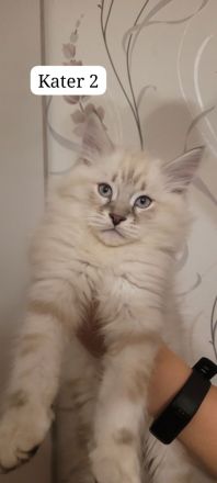 Neva Masquarade Sibirische Waldkatzen Kitten zu verkaufen