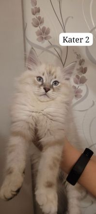 Neva Masquarade Sibirische Waldkatzen Kitten zu verkaufen