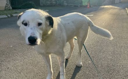 Tatum - Treue Augen suchen ein liebevolles Körbchen