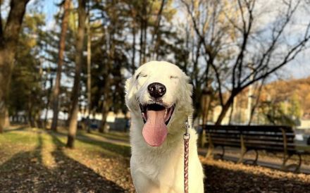 Tatum - Treue Augen suchen ein liebevolles Körbchen