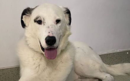 Tatum - Treue Augen suchen ein liebevolles Körbchen