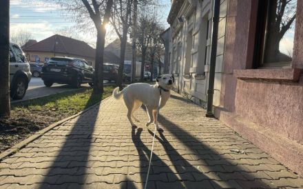 Tatum - Treue Augen suchen ein liebevolles Körbchen