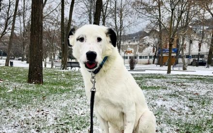 Tatum - Treue Augen suchen ein liebevolles Körbchen