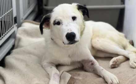 Tatum - Treue Augen suchen ein liebevolles Körbchen