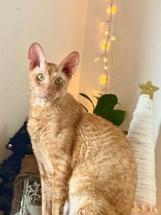 Absoluter Kuschelbär sucht ein ruhiges und liebevolles Zuhause