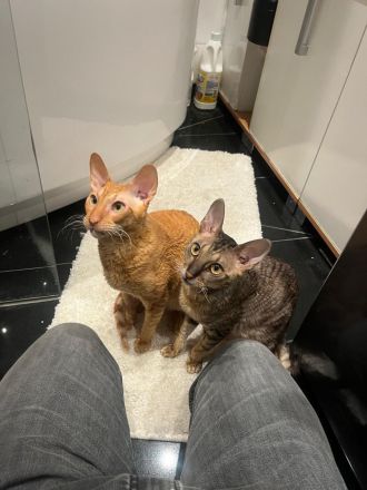 Absoluter Kuschelbär sucht ein ruhiges und liebevolles Zuhause