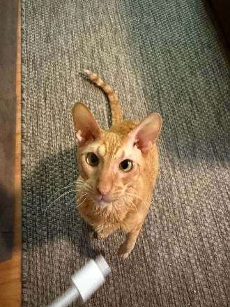 Absoluter Kuschelbär sucht ein ruhiges und liebevolles Zuhause