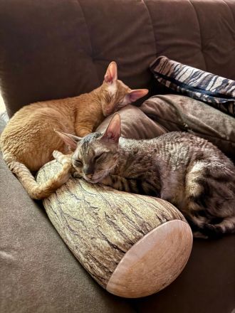 Absoluter Kuschelbär sucht ein ruhiges und liebevolles Zuhause