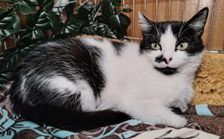 Lana sucht ein liebevolles Zuhause