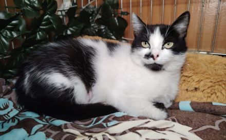 Lana sucht ein liebevolles Zuhause