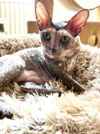 Ausgeglichene Cornish Rex Kätzin sucht warmes Zuhause, gerne als Zweitkatze oder in liebe Gruppe