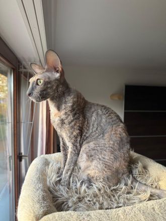 Ausgeglichene Cornish Rex Kätzin sucht warmes Zuhause, gerne als Zweitkatze oder in liebe Gruppe