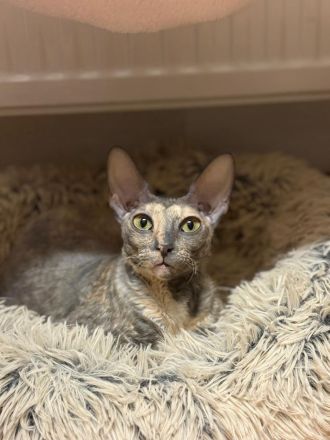 Ausgeglichene Cornish Rex Kätzin sucht warmes Zuhause, gerne als Zweitkatze oder in liebe Gruppe