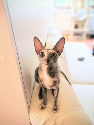 Ausgeglichene Cornish Rex Kätzin sucht warmes Zuhause, gerne als Zweitkatze oder in liebe Gruppe