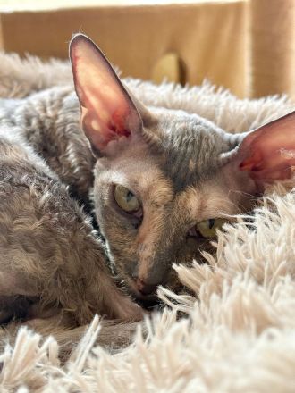 Ausgeglichene Cornish Rex Kätzin sucht warmes Zuhause, gerne als Zweitkatze oder in liebe Gruppe