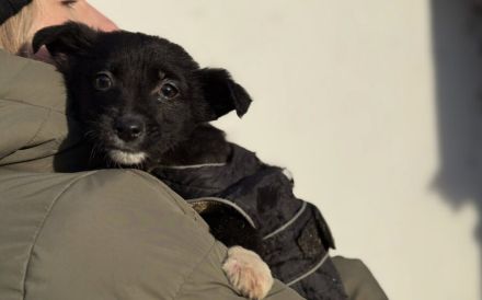 Zuckermaus Luzia sucht ein schönes Zuhause