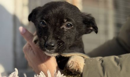 Zuckermaus Luzia sucht ein schönes Zuhause