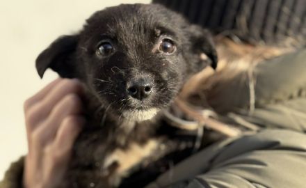 Zuckermaus Luzia sucht ein schönes Zuhause