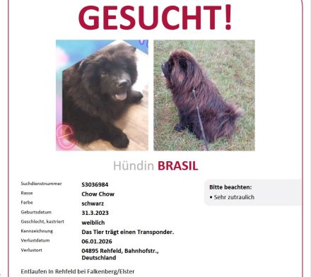 Vermisst Chow Chow Hündin