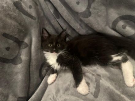 5 Süße Maine-Coon Kitten-Mädchen suchen ein neues zuhause