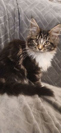 4 süße reinrassige Maine Coon Mädchen suchen neues Zuhause