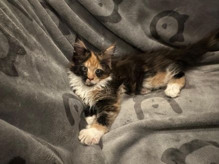 5 Süße Maine-Coon Kitten-Mädchen suchen ein neues zuhause