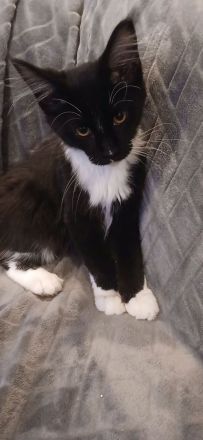 4 süße reinrassige Maine Coon Mädchen suchen neues Zuhause