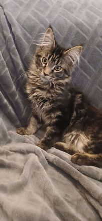 4 süße reinrassige Maine Coon Mädchen suchen neues Zuhause