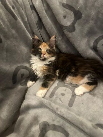 5 Süße Maine-Coon Kitten-Mädchen suchen ein neues zuhause