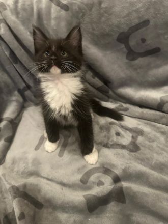 5 Süße Maine-Coon Kitten-Mädchen suchen ein neues zuhause